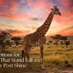 Giraffe Captions for Instagram